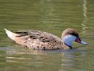 White-Cheeked Pintail (WWT Slimbridge May 2012) - pic by Nigel Key